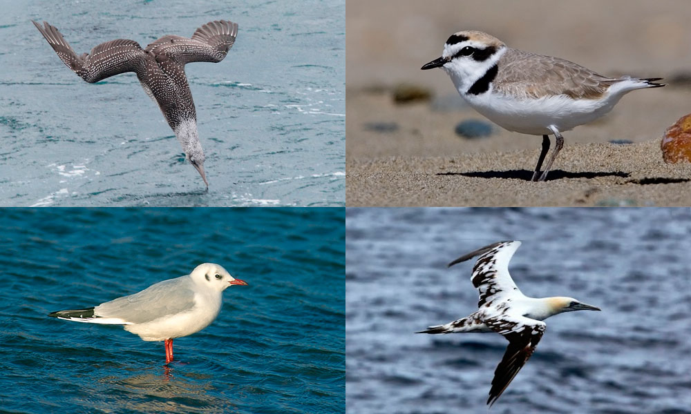 paseos-en-barco-los-reginas-santander-cantabria-excursiones-maritimas-vista-de-aves-protegidas